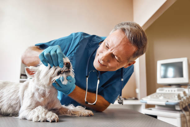 Tooth Infection Emergency Dentist in NY